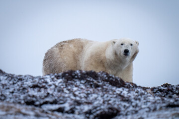 Fototapeta na wymiar Polar bear stands behind ridge eyeing camera