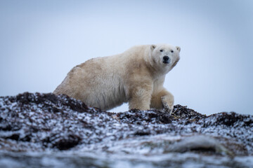 Polar bear lifts paw walking across kelp