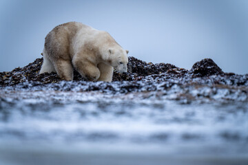 Polar bear walks across tundra looking down