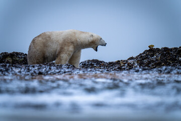 Polar bear stands on tundra opening mouth
