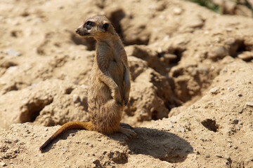 Wach-Erdmännchen auf Position