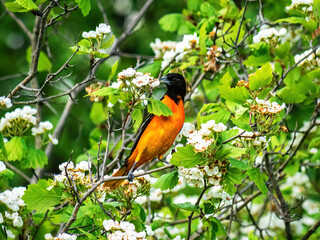 baltimore oriole perched on a branch with flowers 