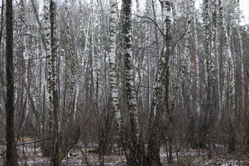 Fototapeta na wymiar Birch winter forest 