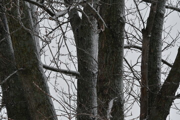 Obraz premium Snowy Tree