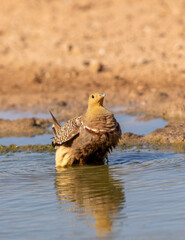 Male Namaqua Sandgrouse collecting water in his belly feathers for the chicks in the Kgalagadi