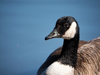 canada goose on  blue waters