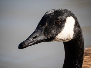 Canada Geese extreme close up