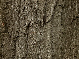 Old oak bark texture close-up