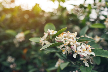 close-up of the buds of a blooming lemon tree.