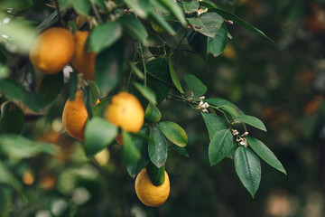 ripe yellow-orange Meyer lemons on a lemon tree.