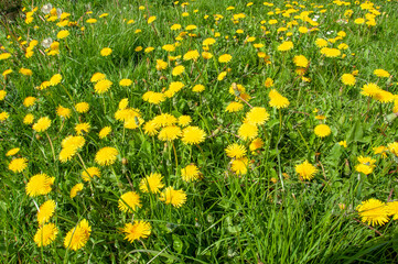 Fototapeta premium Dandelions by the roadside.