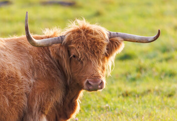 Scotland cattle in grassy field