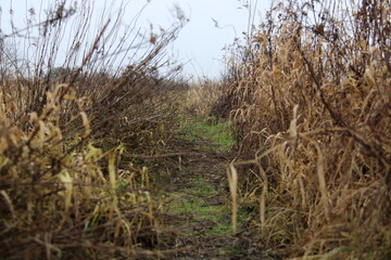 reeds in the wind