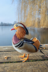 Male mandarin duck (Aix galericulata) stands on a pier and watches. - obrazy, fototapety, plakaty