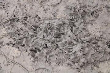 Footprints in mud