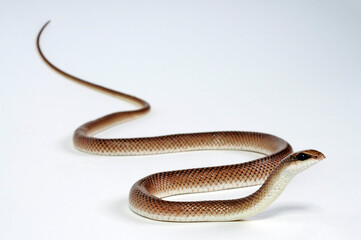 Rufous Beaked Snake // Schnabelnasennatter (Rhamphiophis rostratus)