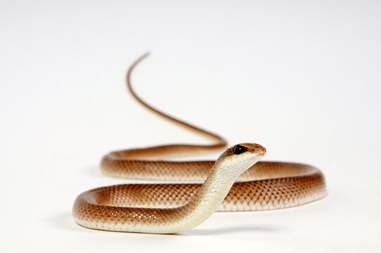 Rufous Beaked Snake // Schnabelnasennatter (Rhamphiophis rostratus)