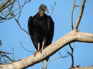 Urubu-preto/Black Vulture