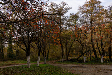 Fototapeta premium Trees with ripe orange persimmon fruits in late autumn in Abkhazia.