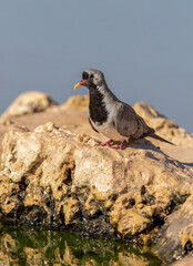 Male Namaqua Dove in the Kgalagadi