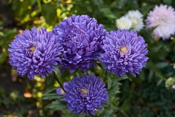 Asters bloom in the garden of a country house. Autumn.