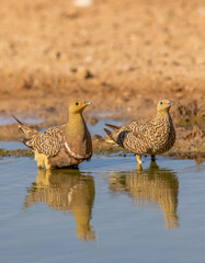 Namaqua Sandgrouse in the Kgalagadi