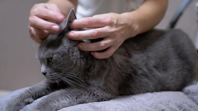 A Veterinarian Examines Ears, Hair of Cat for Presence of Parasites, Fleas. A patient gray British domestic cat sits on a couch in a clinic. Female hands of doctor are looking for lice, nits on wool.