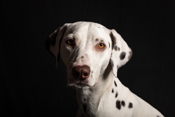 Portrait of a young Dalmatian dog on a black background.