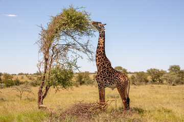Giraffe