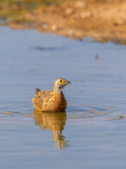 Burchell's Sandgrouse in the Kgalagadi