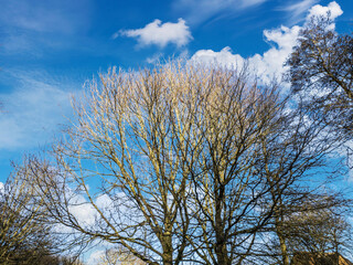 Fototapeta premium trees in the park