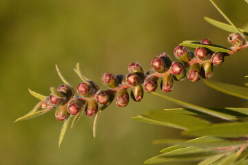 macro de graines de callistemon
