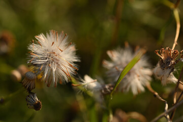 macro de séneçon en hiver
