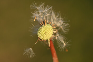 macro de pissenlit en hiver