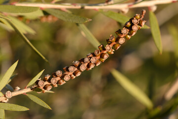 macro de graines de callistemon
