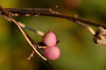 macro d'arbre &agrave; th&eacute; en hiver