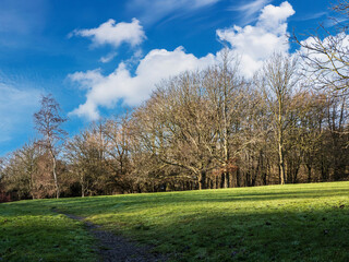 landscape with trees