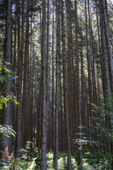 Fototapeta premium The San Francesco trail and the Riva waterfalls in South Tyrol