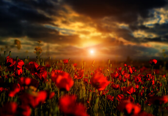 Fototapeta na wymiar poppy field at sunset for background