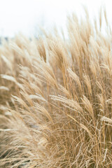 Abstract natural background of soft plants Cortaderia selloana. Pampas grass on a blurry bokeh, Dry reeds boho style. Fluffy stems of tall grass in winter, white background
