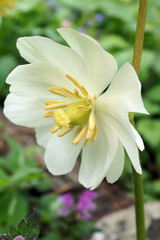 The perennial spring wildflower Podophyllum peltatum (May apple) in flower