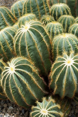 Naklejka na ściany i meble Image of the cactus Parodia magnifica (formerly known as Eriocactus magnificus or Notocactus magnificus)