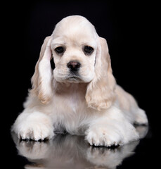 American cocker spaniel puppy on black background