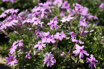 Fototapeta premium Phlox subulata 'Fort Hill Pink' (creeping phlox or moss phlox) in flower
