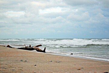 a log washed ashore during a storm