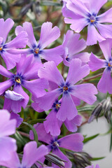 Fototapeta na wymiar Phlox subulata 'Purple Beauty' (moss phlox or creeping phlox) in flower