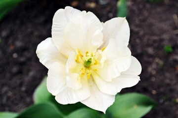 beautiful unusual tulip in his garden