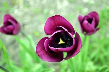 burgundy tulip blossomed in spring