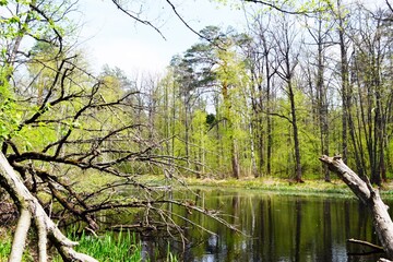 beautiful forest lake in spring