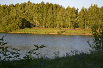 Birch grove by the lake